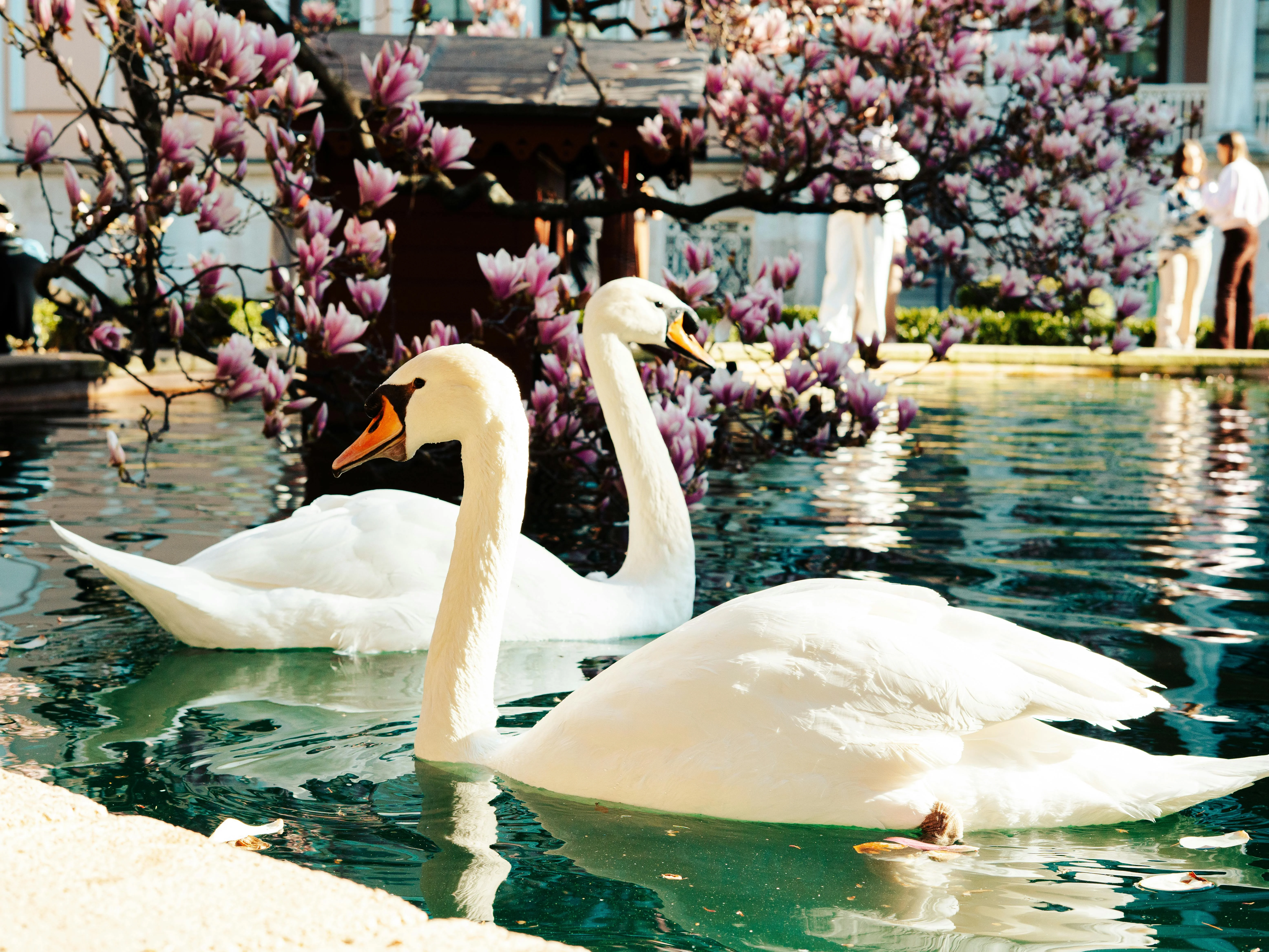 EMAMI SWAN COURT